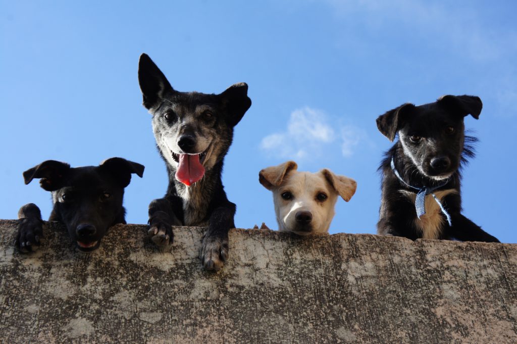 Cours collectifs DOGGYTOP, éducation canine Lyon